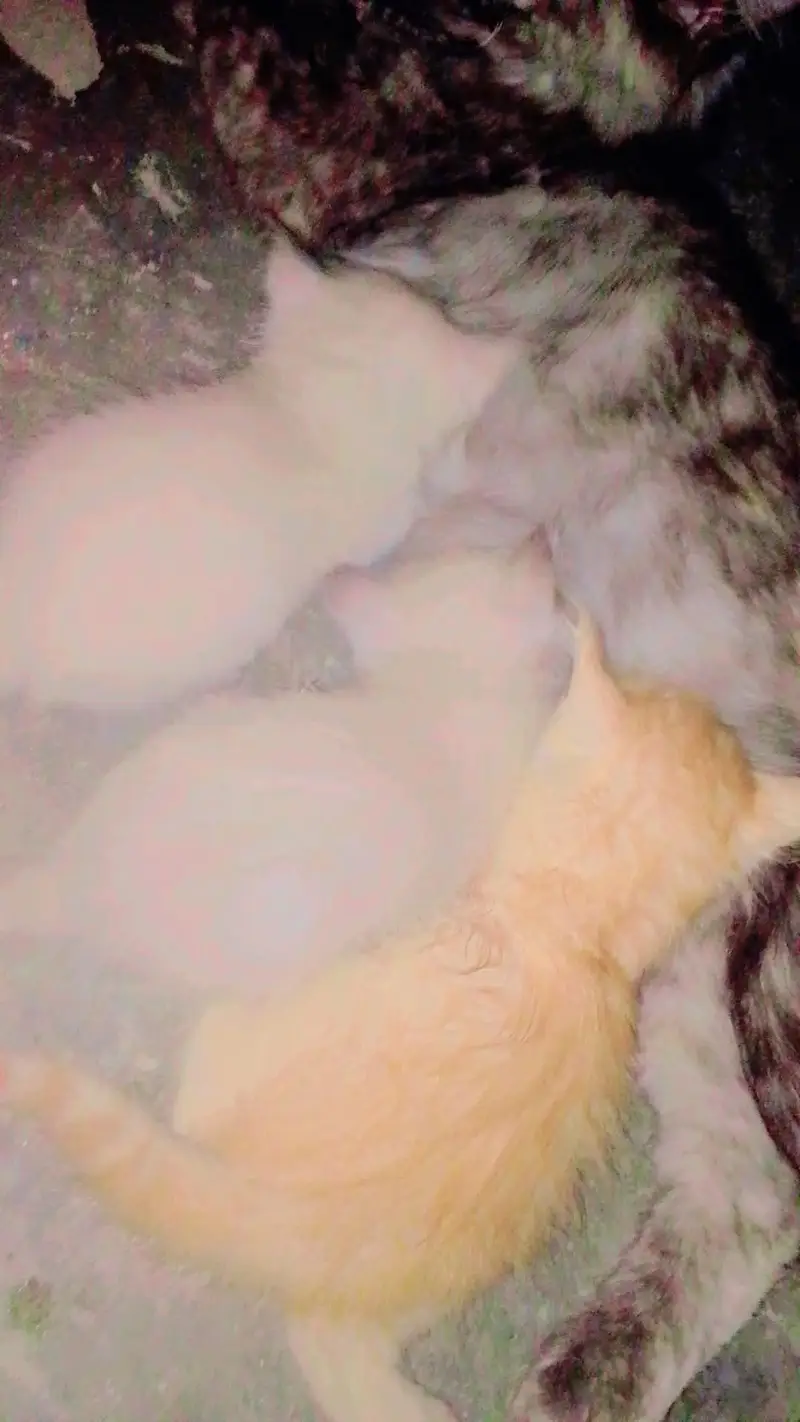 Blue eyes Himalayan s Persian kittens - 40 days — photo 5