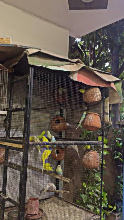 Australian birds with cage