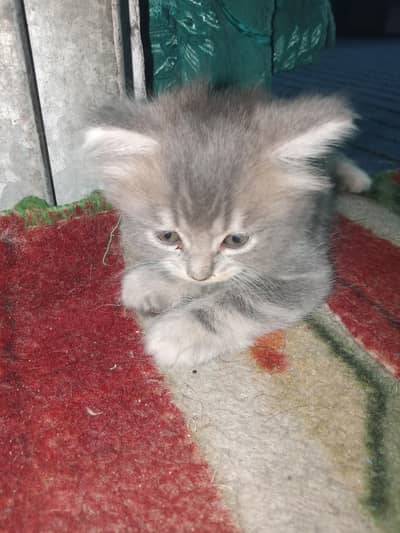 Persian kittens