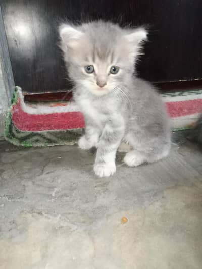 Persian kittens
