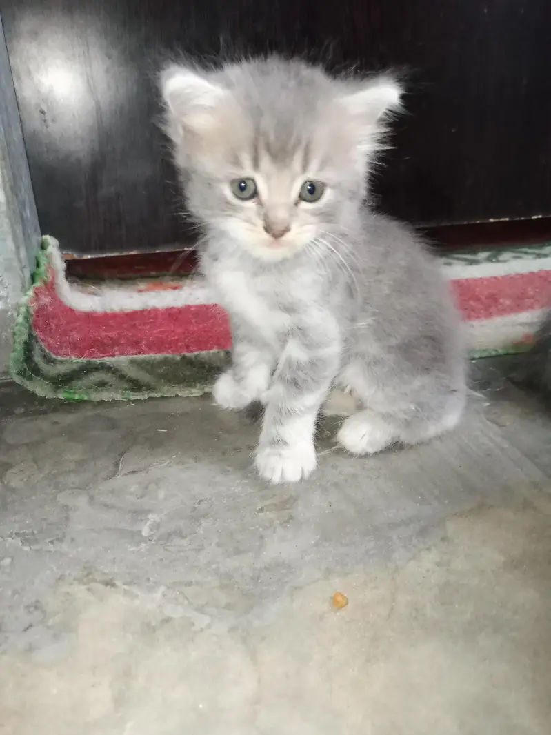 Persian kittens — photo 2
