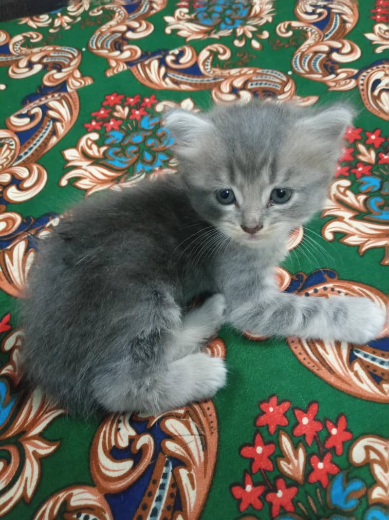 Persian kittens 2