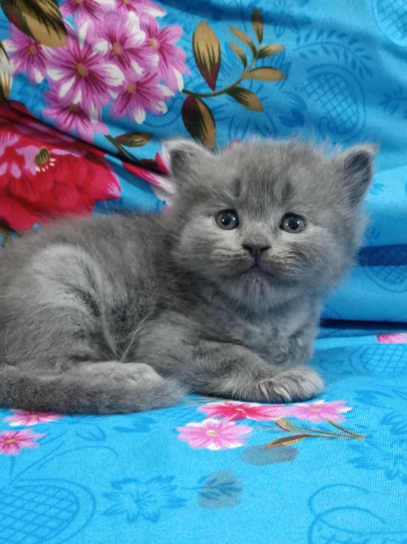 Persian kittens 3