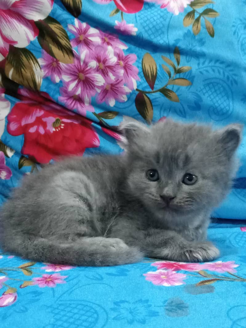 Persian kittens 4