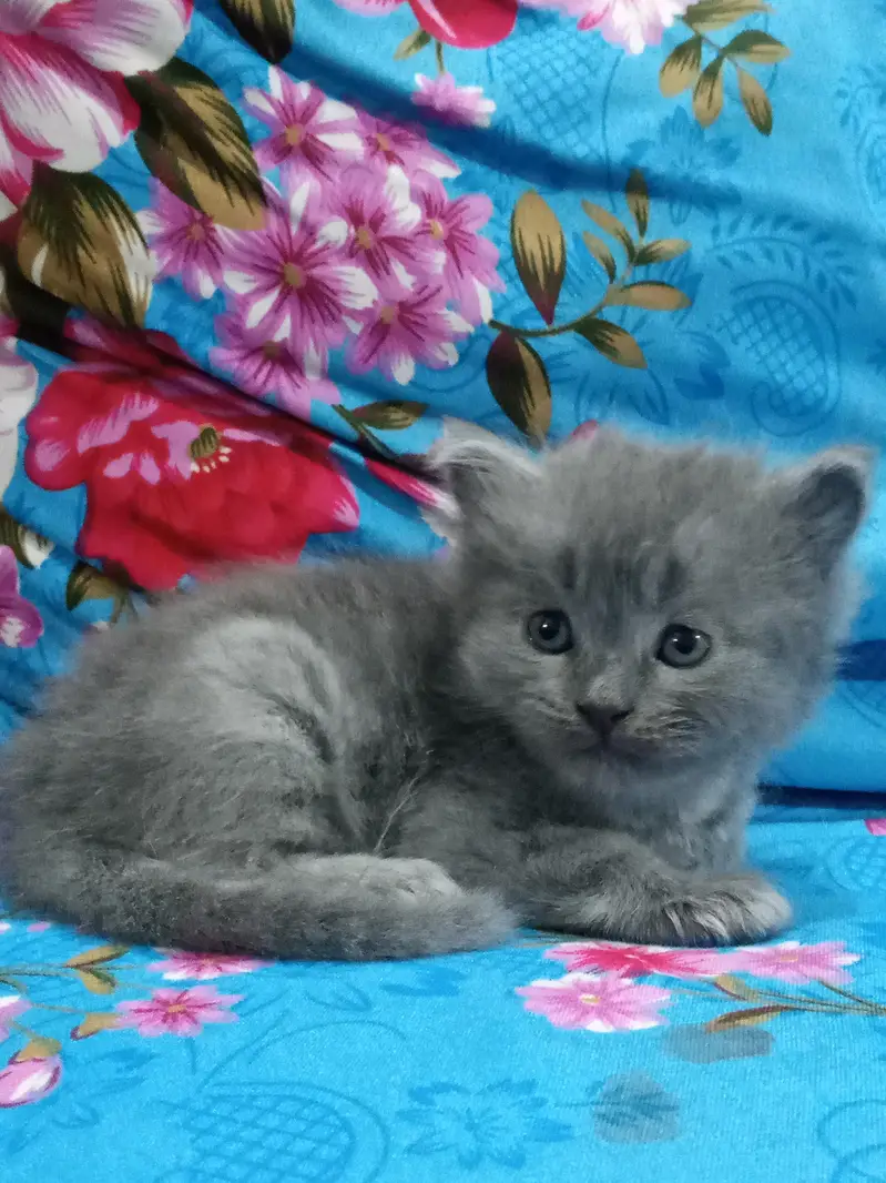 Persian kittens — photo 5