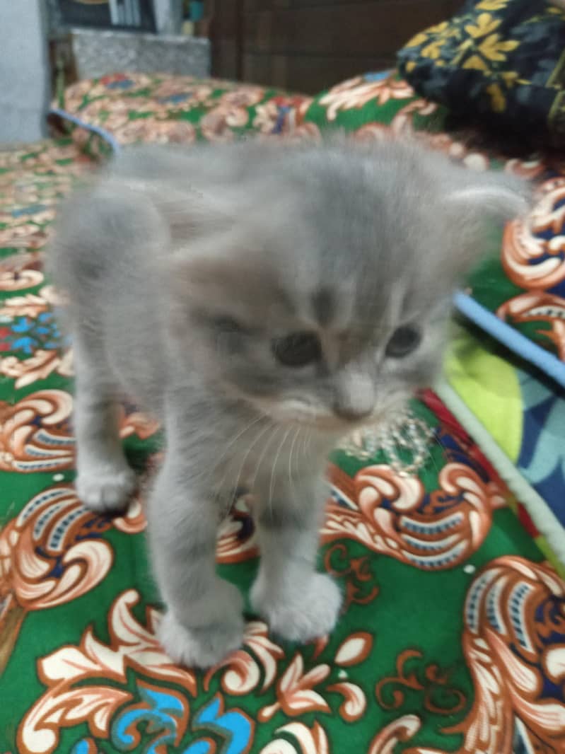 Persian kittens 5