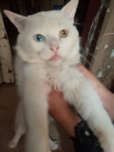 White Persian blue and blown eye