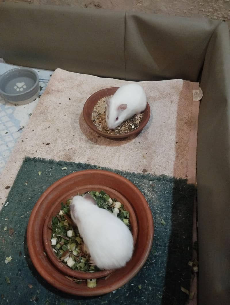 guinea pig 0