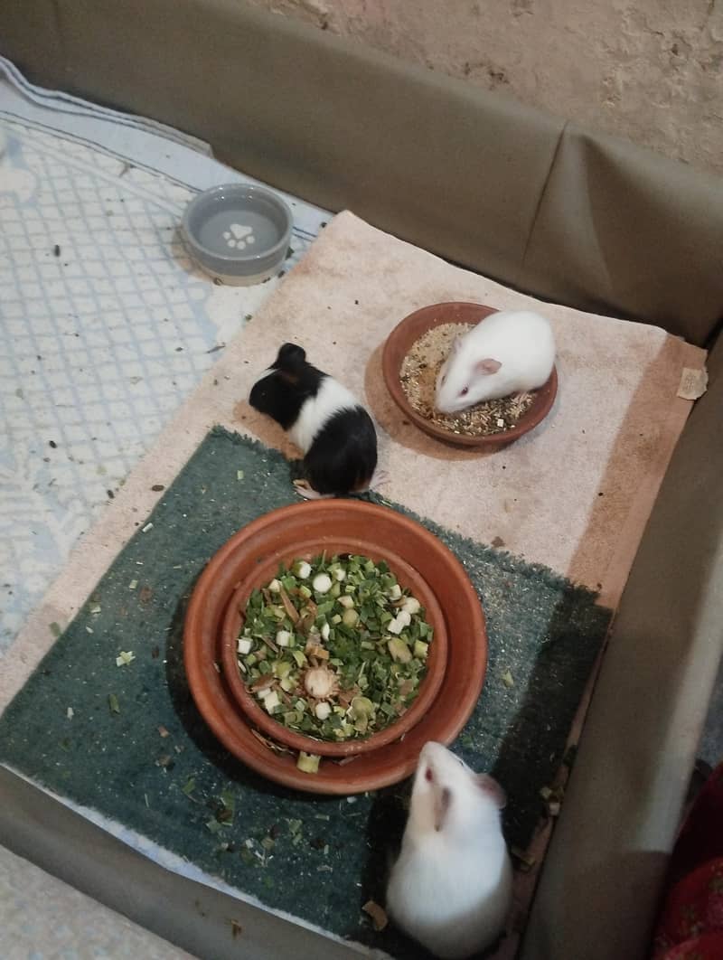 guinea pig 1