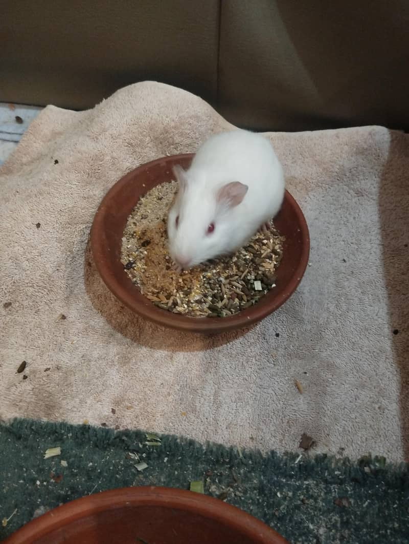 guinea pig 2