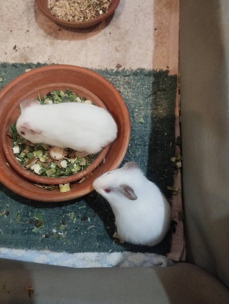 guinea pig 3