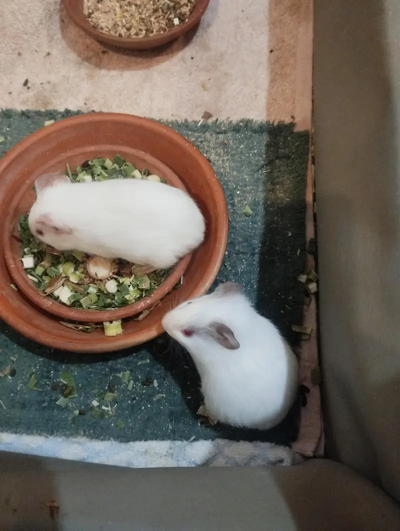 guinea pig — photo 4