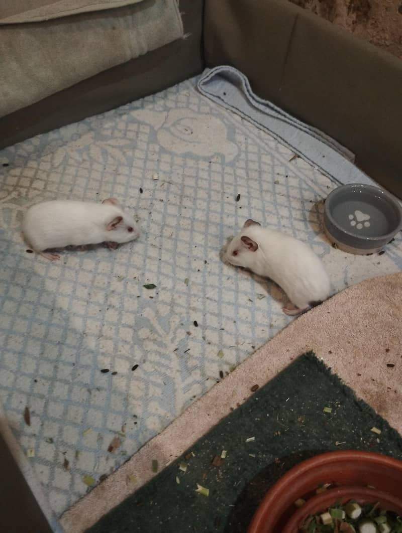 guinea pig 4