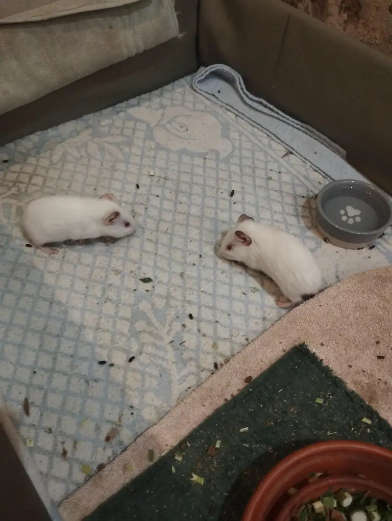 guinea pig — photo 5