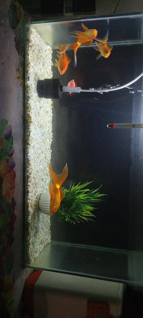 2.5 Ft Complete Aquarium Setup 1