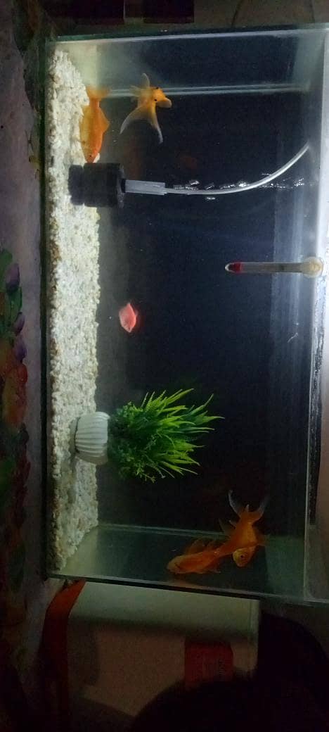 2.5 Ft Complete Aquarium Setup 2