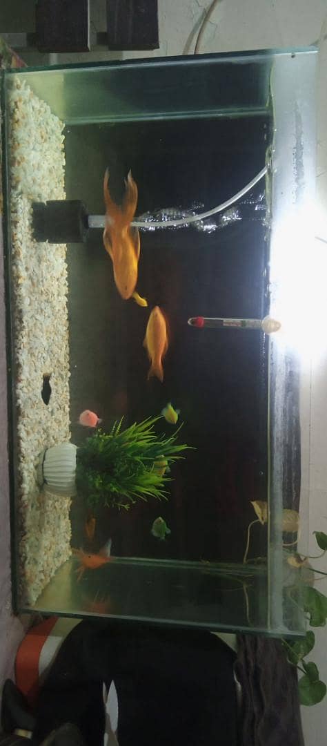 2.5 Ft Complete Aquarium Setup 6
