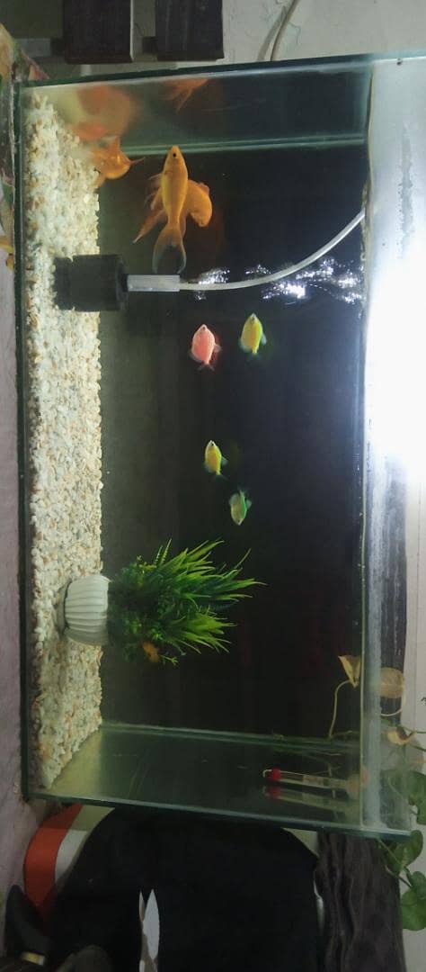 2.5 Ft Complete Aquarium Setup 8