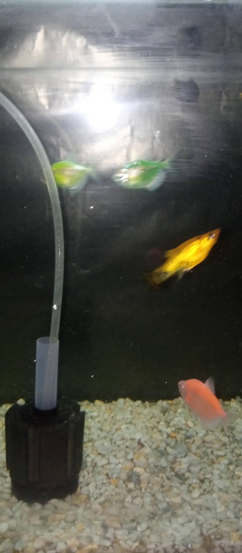 2.5 Ft Complete Aquarium Setup 11