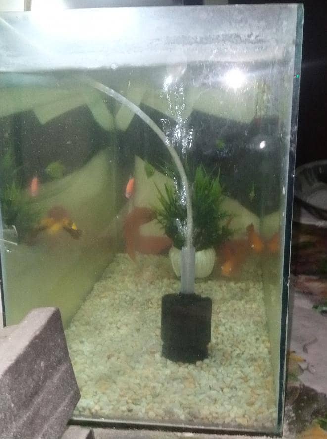 2.5 Ft Complete Aquarium Setup 12