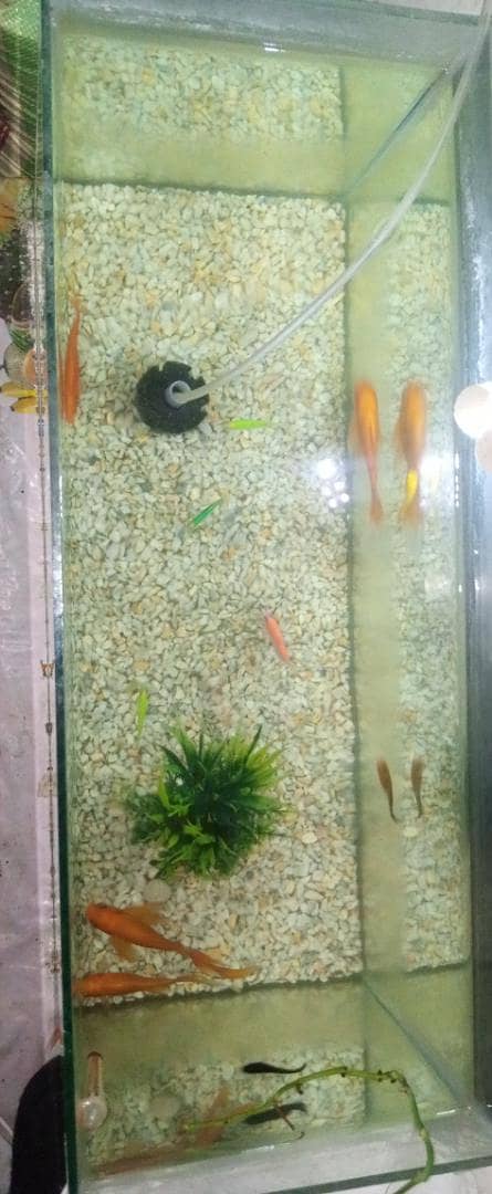 2.5 Ft Complete Aquarium Setup 13