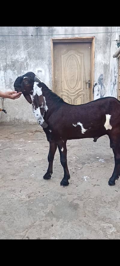 Bakra | Goat | Beetal | Nagra