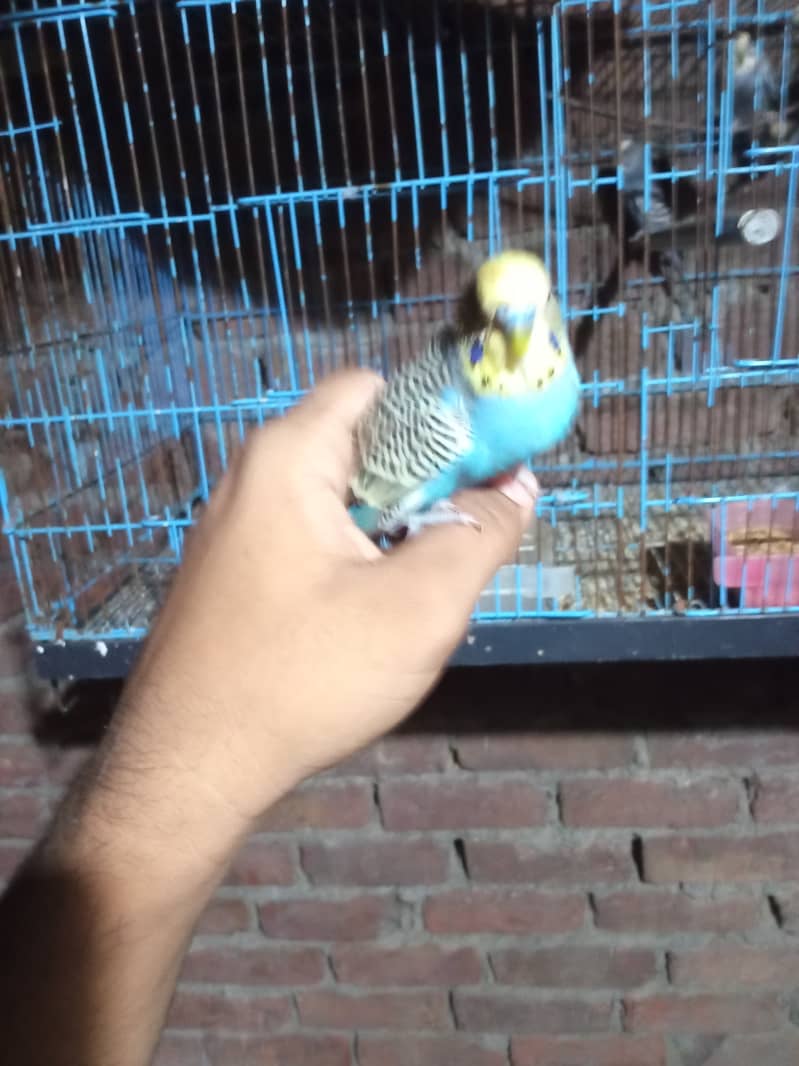 03155767186 0