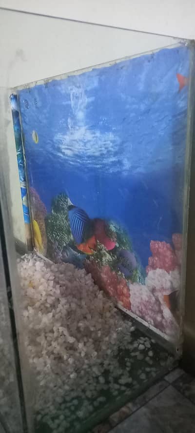 Aquarium for sale. . With 3 fishes. . First hand . . . With stones. . for home