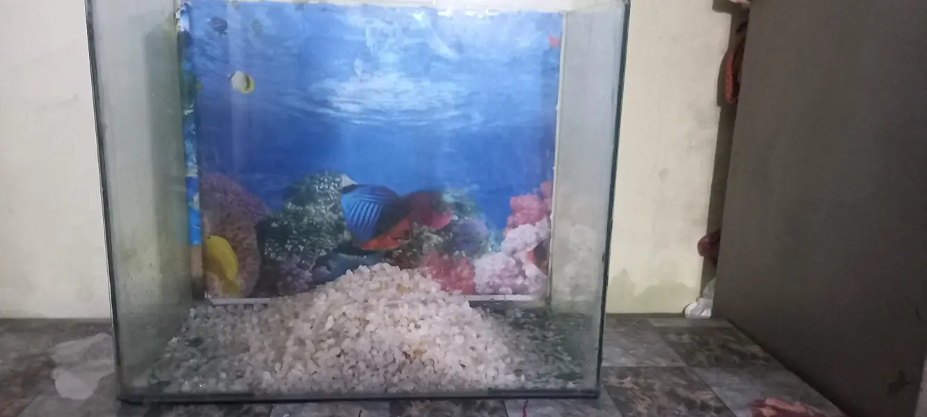 Aquarium for sale. . With 3 fishes. . First hand . . . With stones. . for home — photo 3