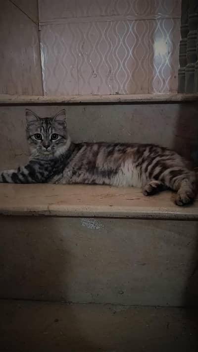 Persian cat Grey & Black.