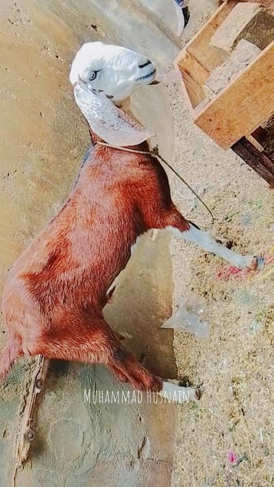 Mashallha bhot khobsurat bakri he Ghar ki saf suthri