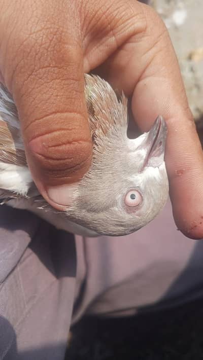 lakha pair for sale