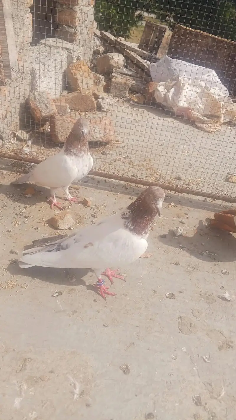 lakha pair for sale — photo 2