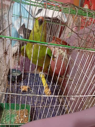 female for sale