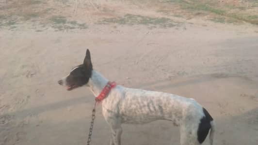 I sale my dog