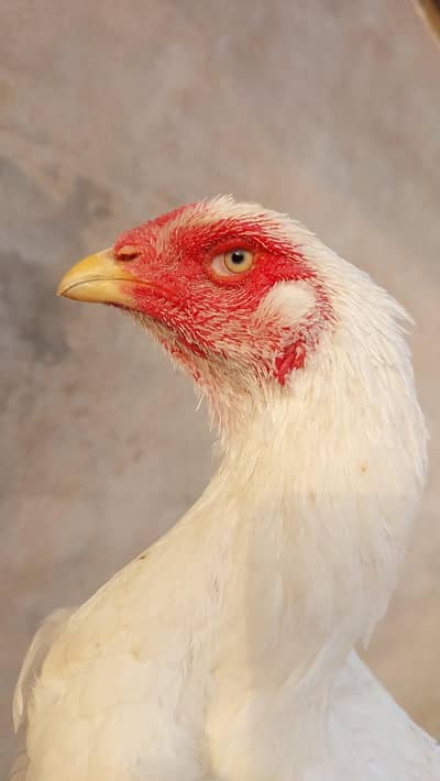 Aseel Shamo whitle aseel shamo hens for sale