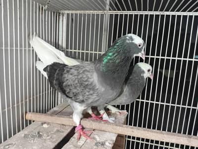 Do Baaz Breeder Pair