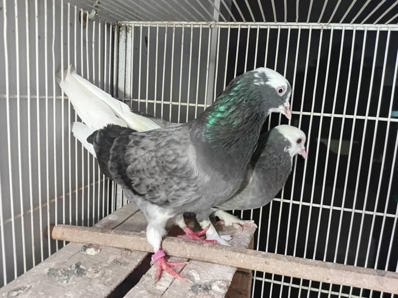 Do Baaz Breeder Pair 0