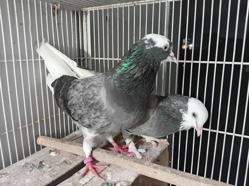Do Baaz Breeder Pair 1