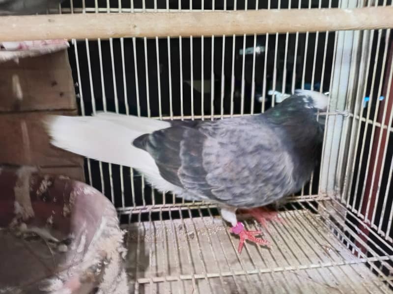 Do Baaz Breeder Pair 2
