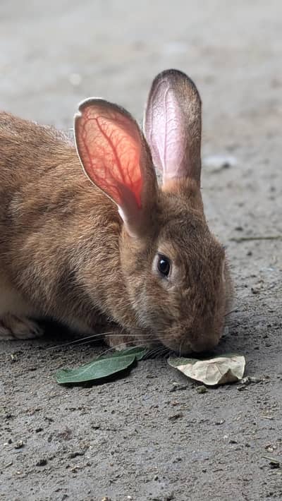 Flemish Giant rabbit