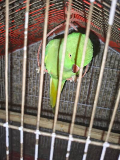 parrots