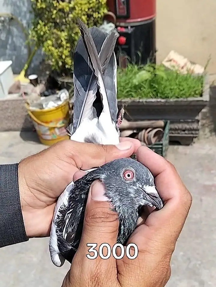 Breeder males, Golden/Chapra/Kasuri — photo 4