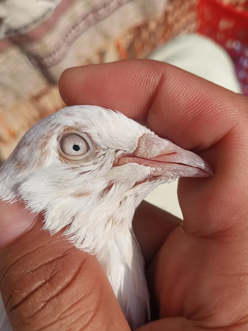 Breeder males, Golden/Chapra/Kasuri — photo 7