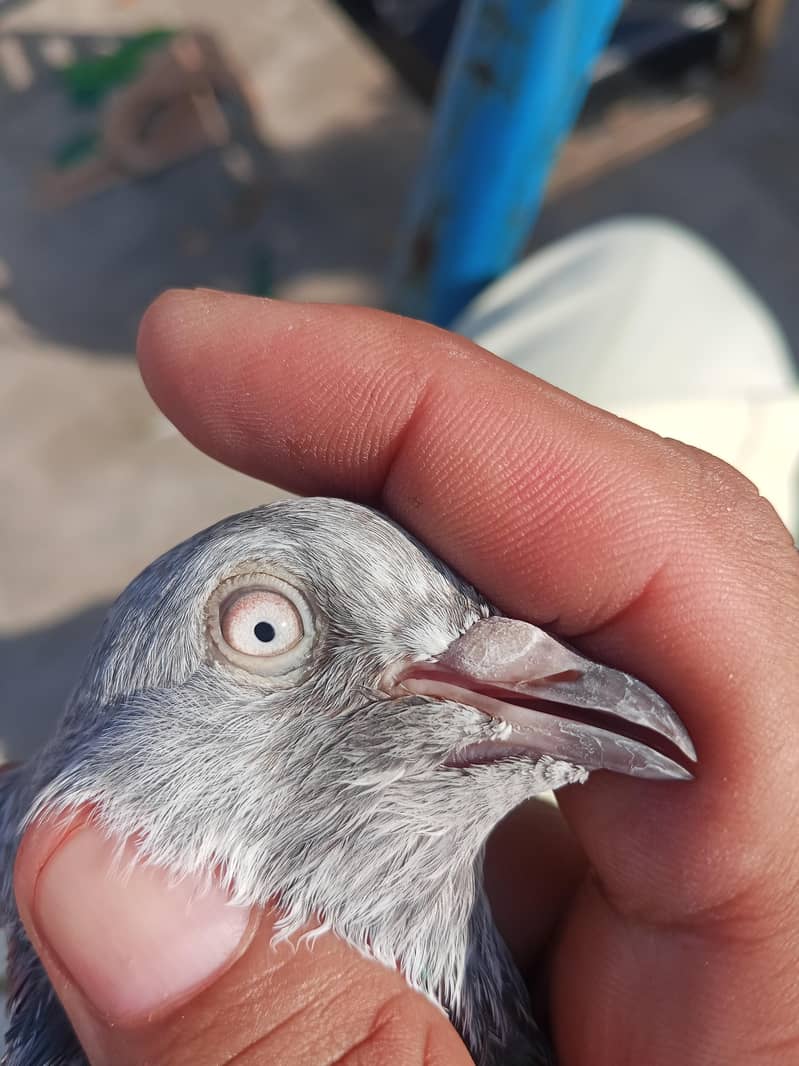 Breeder males, 5