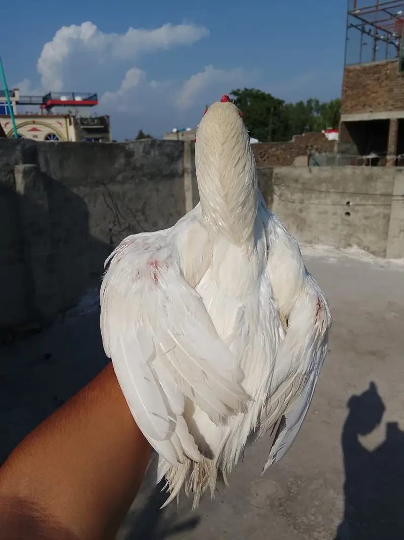 Heera paper white aseel — photo 4