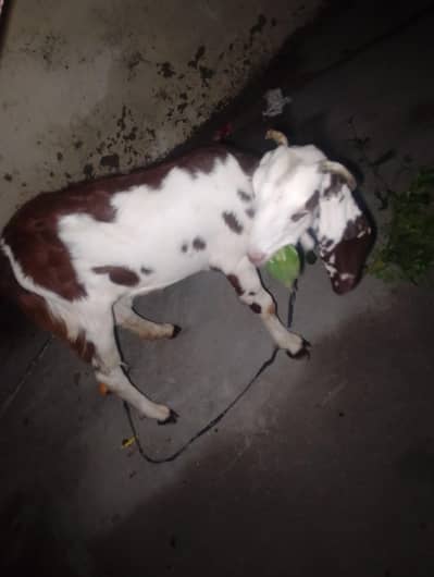 Healthy Female Goat for Sale