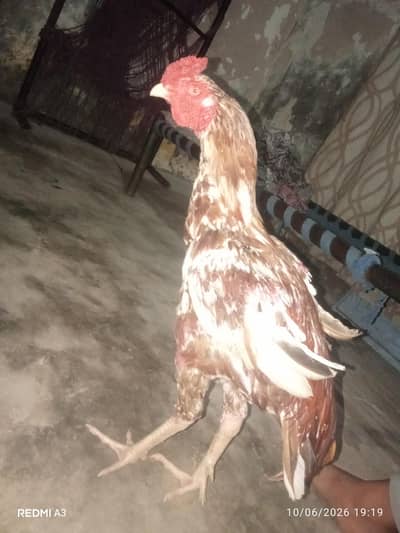 Aseel murga