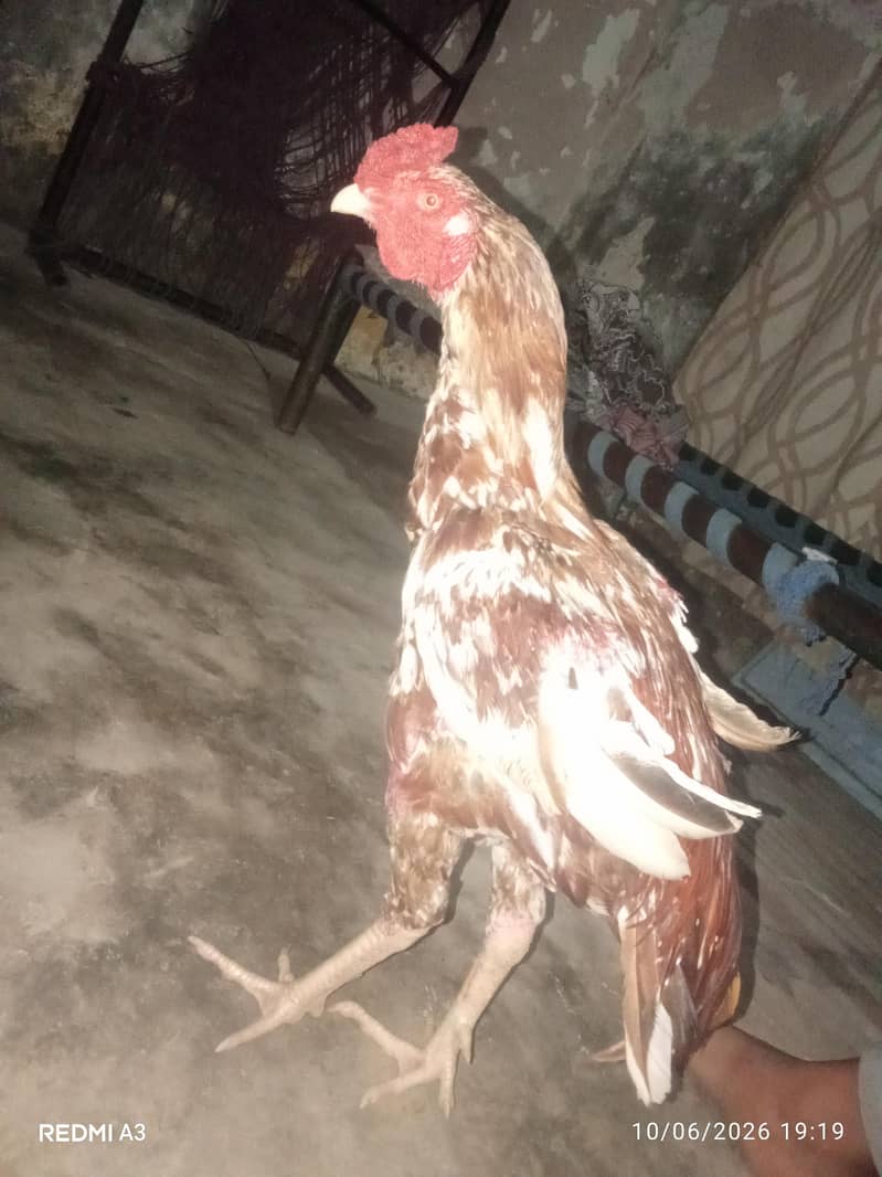 Aseel murga 0