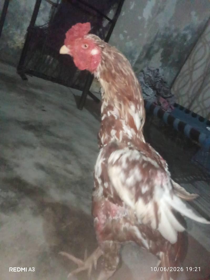 Aseel murga 4